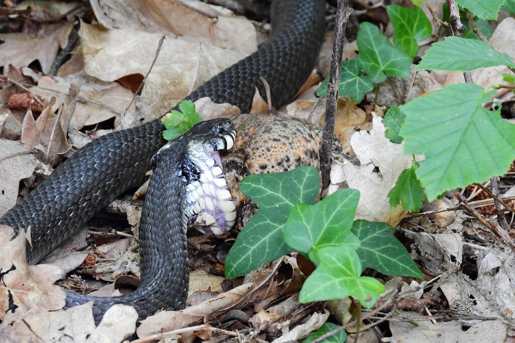 恋愛詐欺の被害届の書き方について知りたいことは？
