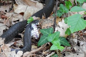 恋愛詐欺の被害届の書き方について知りたいことは？