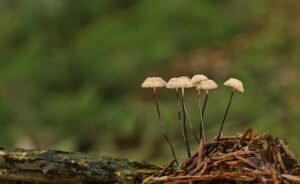 恋愛詐欺に遭った場合の返金要請の手続きは？