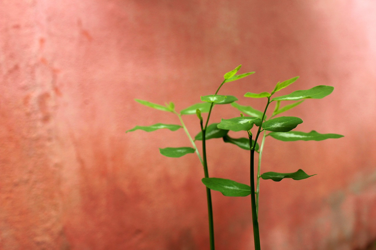 婚活詐欺の被害に遭った人のエピソードとは？