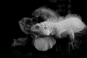 恋愛詐欺の被害に遭った日本の実例とは？