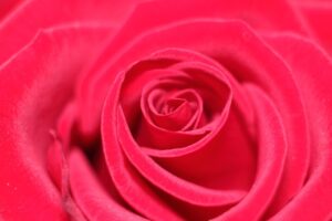 恋愛詐欺に遭った場合のプレゼント要求の対処法は？