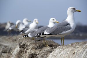LINEでの恋愛詐欺はどれが危険？比較して見極める方法は？